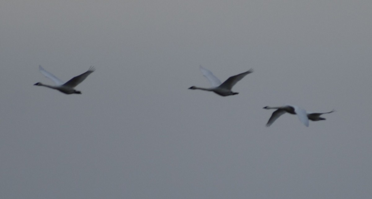 Tundra Swan - ML620177750