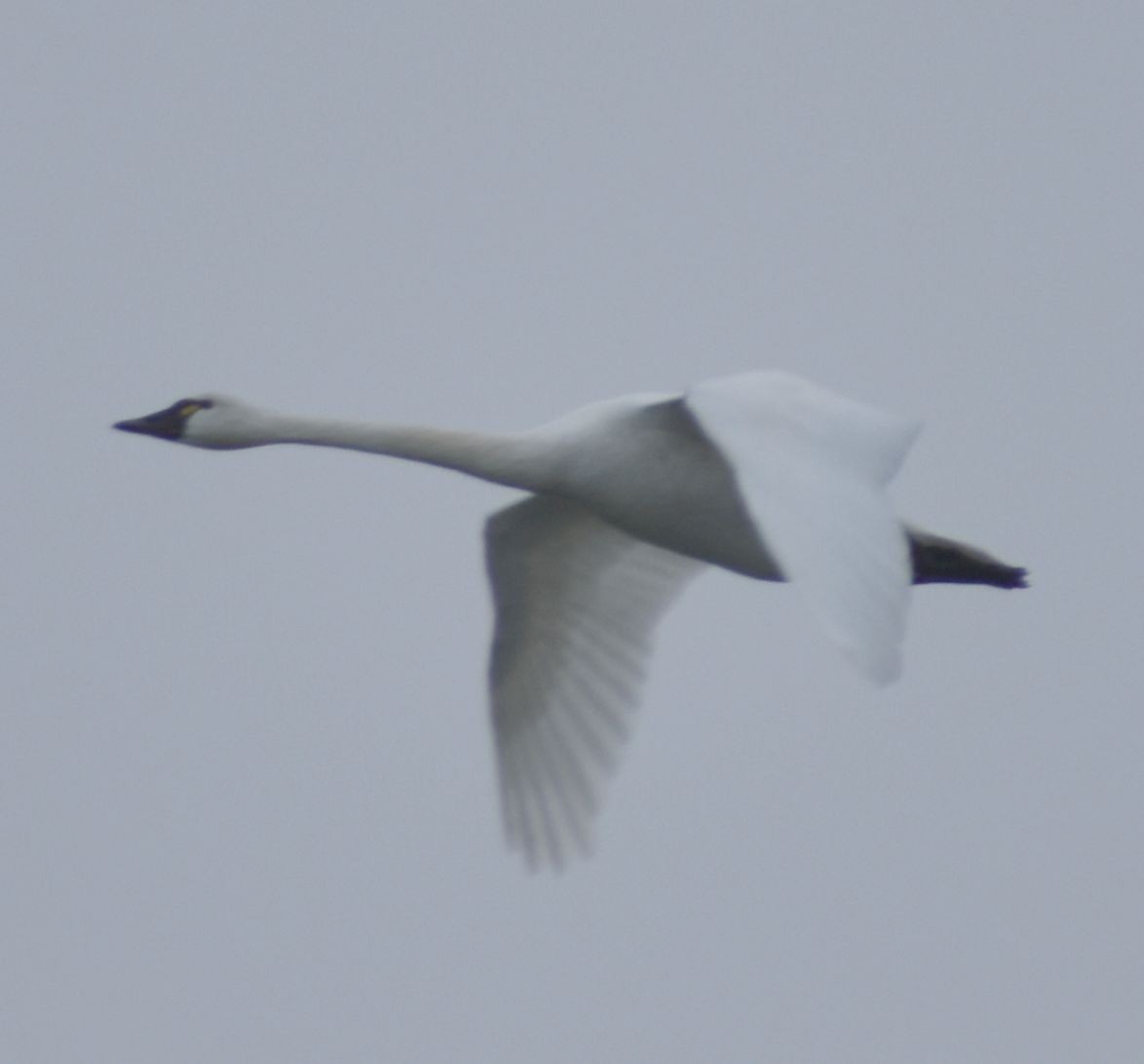 Tundra Swan - ML620177754