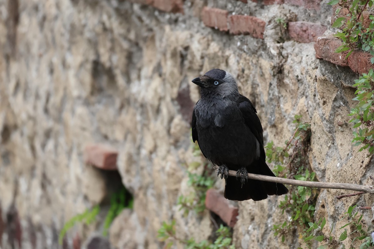 Eurasian Jackdaw - ML620177763