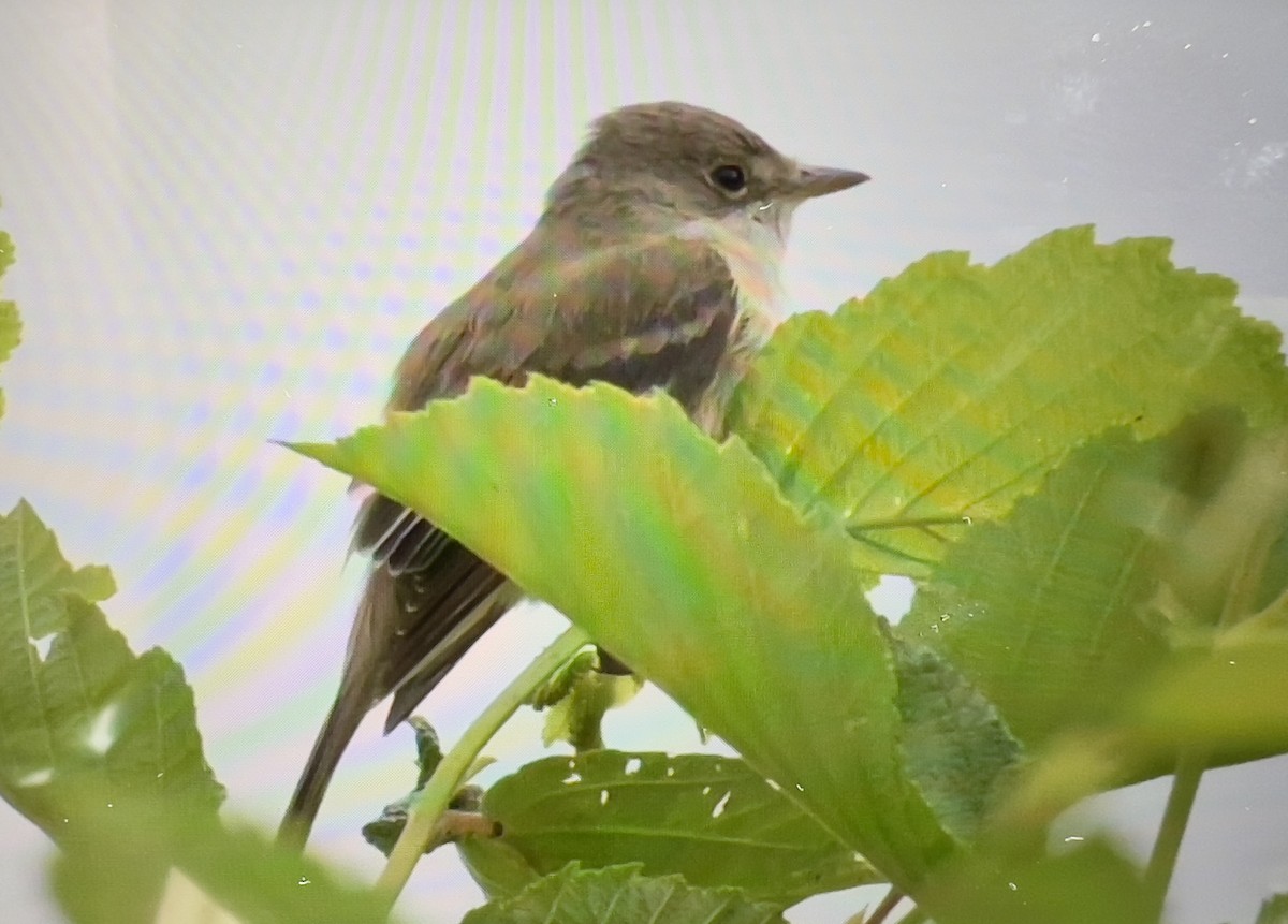 Willow Flycatcher - ML620177776