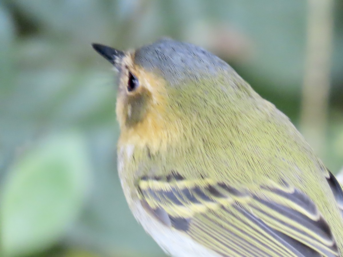 Ochre-faced Tody-Flycatcher - ML620177779