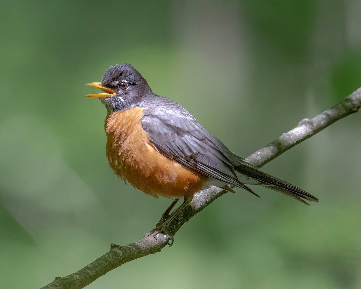 American Robin - ML620177785