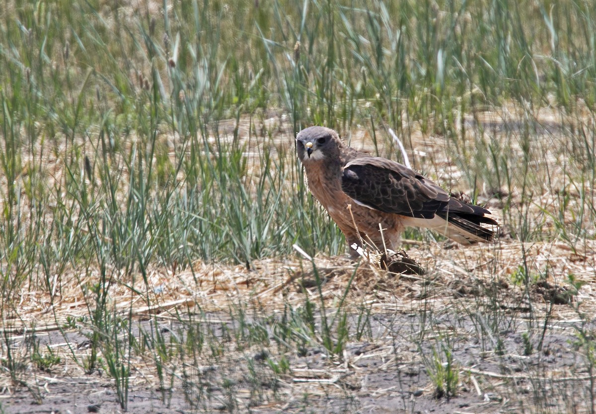 Свенсонов канюк - ML620177788