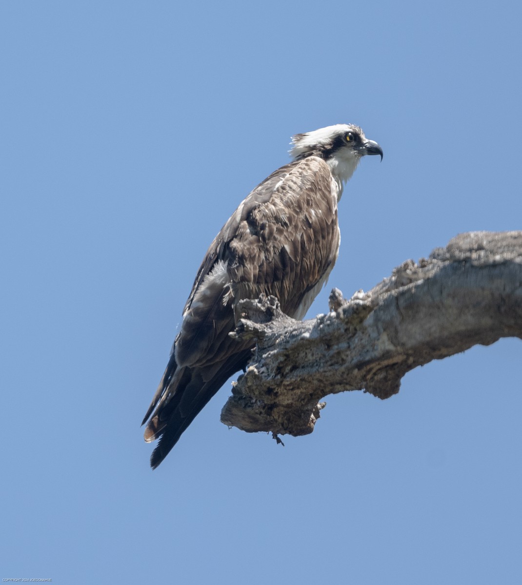 Osprey - ML620177797