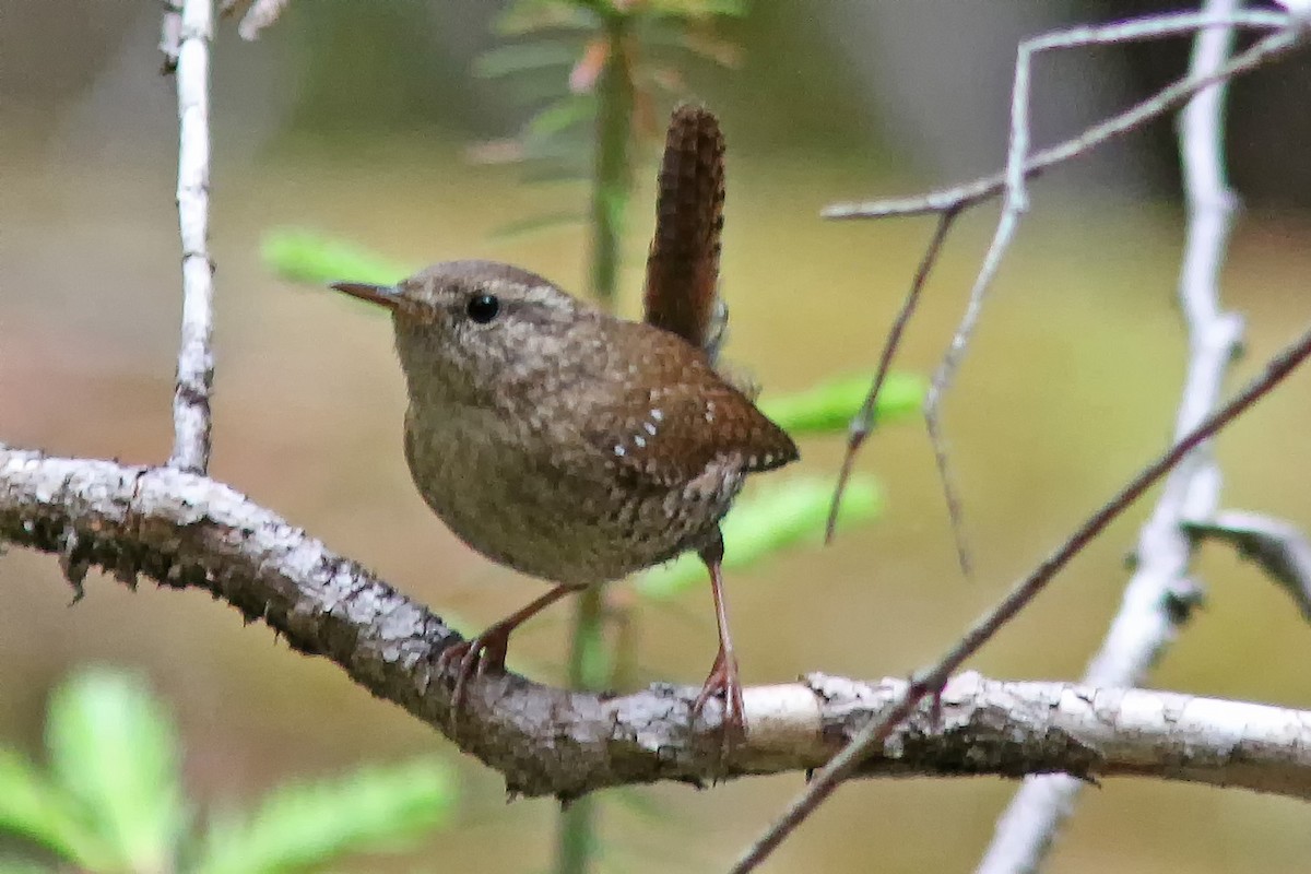 Winter Wren - ML620177799