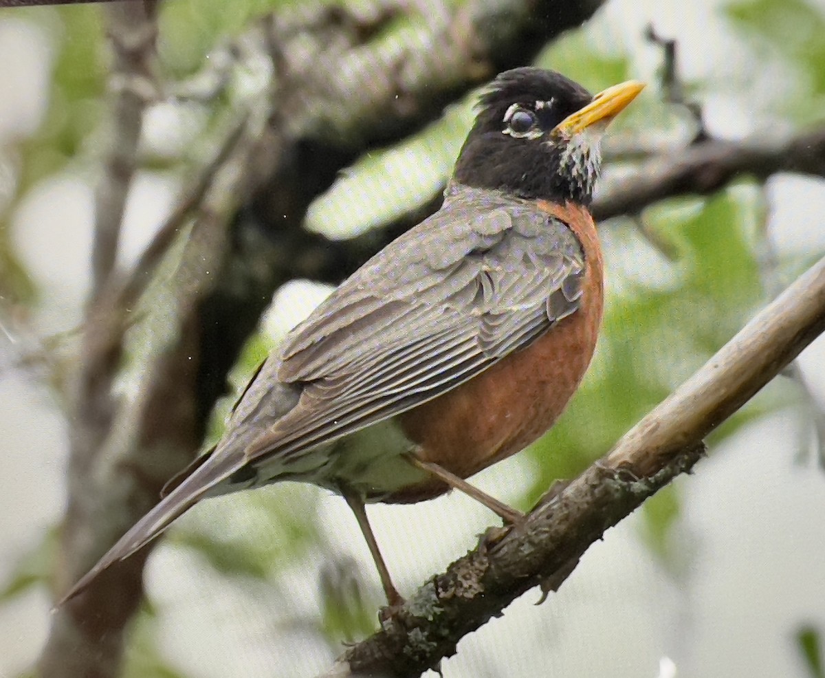 American Robin - ML620177802