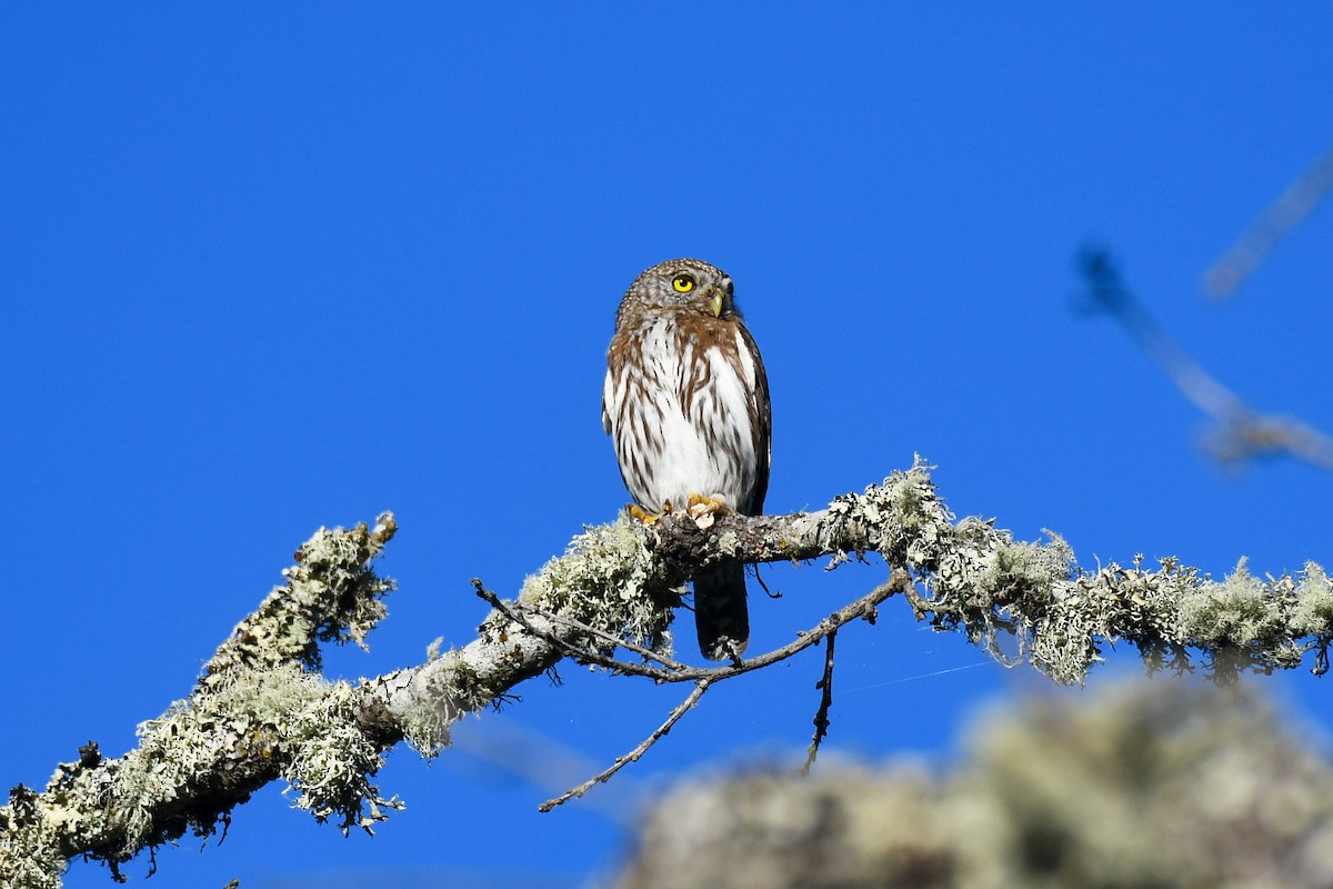 Northern Pygmy-Owl (Pacific) - ML620177809
