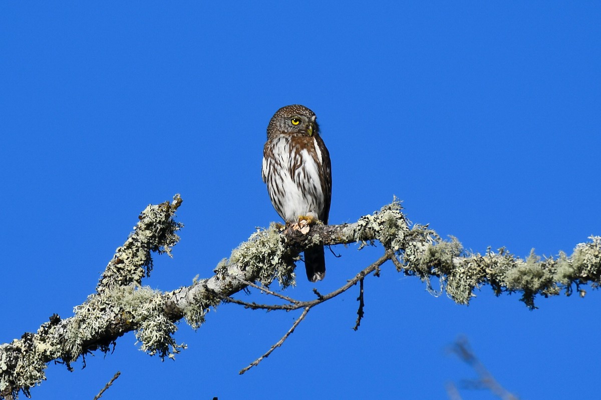 Northern Pygmy-Owl (Pacific) - ML620177811