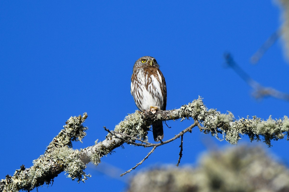 Northern Pygmy-Owl (Pacific) - ML620177812