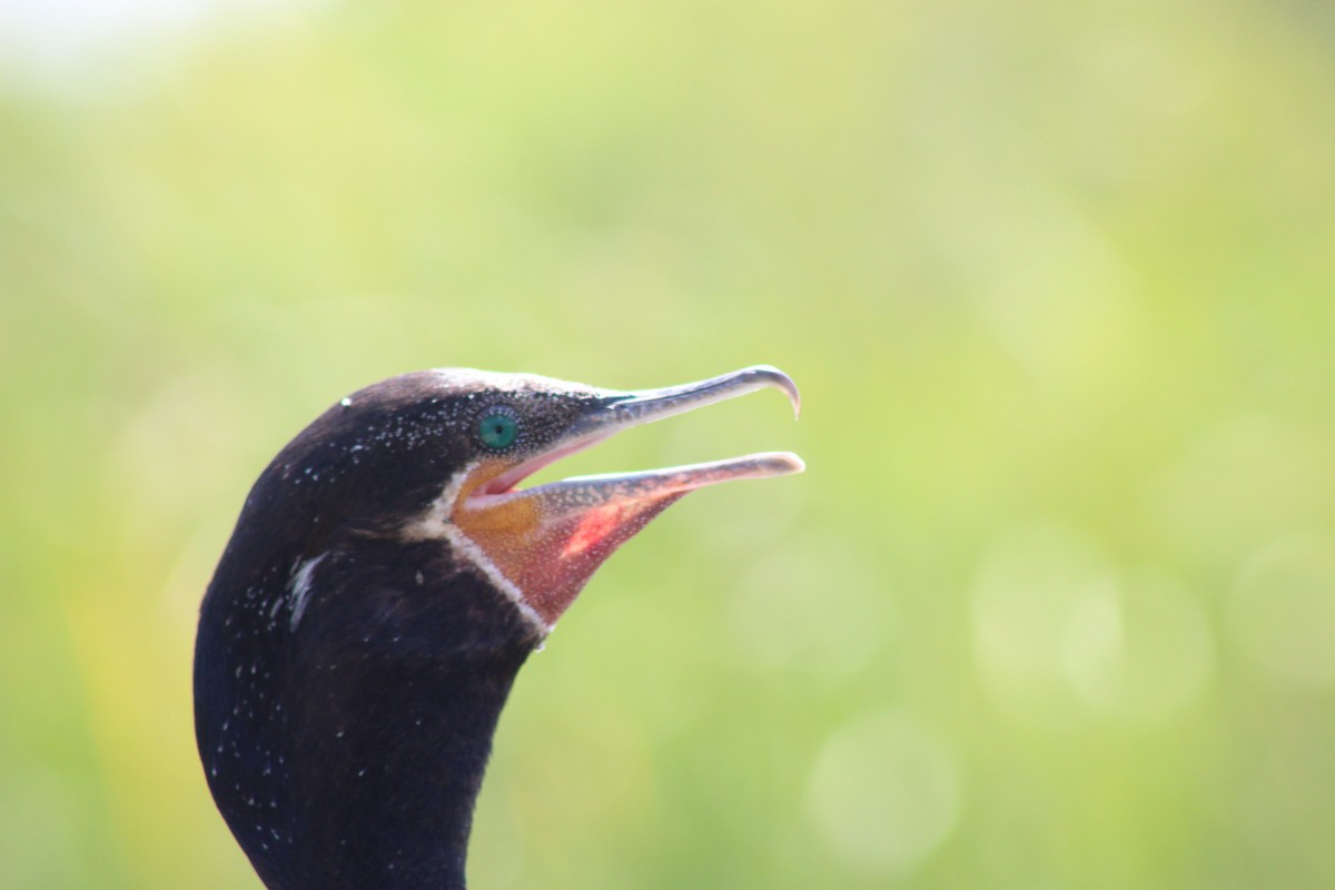 Neotropic Cormorant - ML620177815