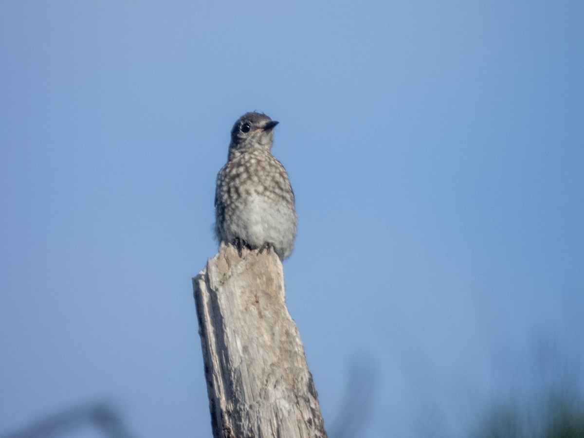 Eastern Bluebird - ML620177819