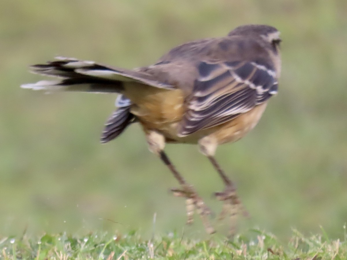 Chalk-browed Mockingbird - ML620177821