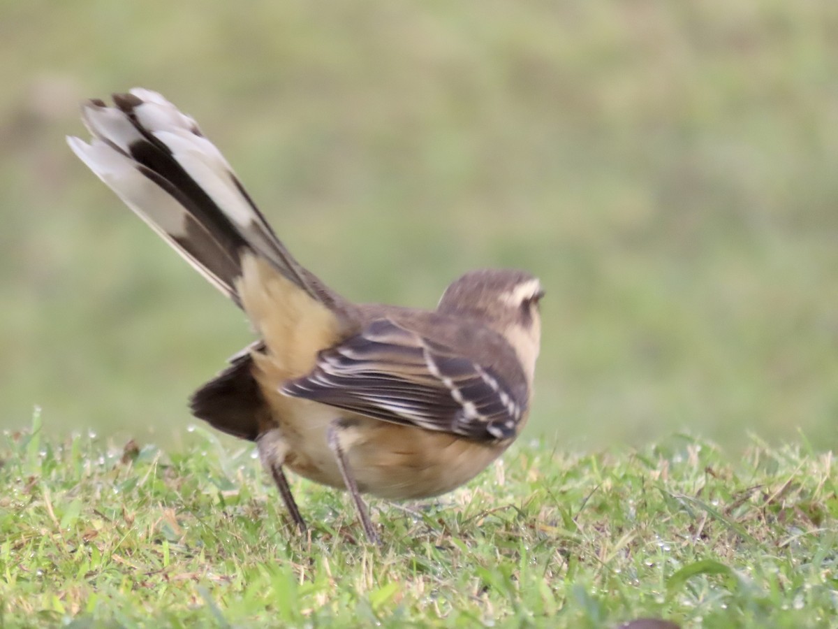 Chalk-browed Mockingbird - Ines Vasconcelos