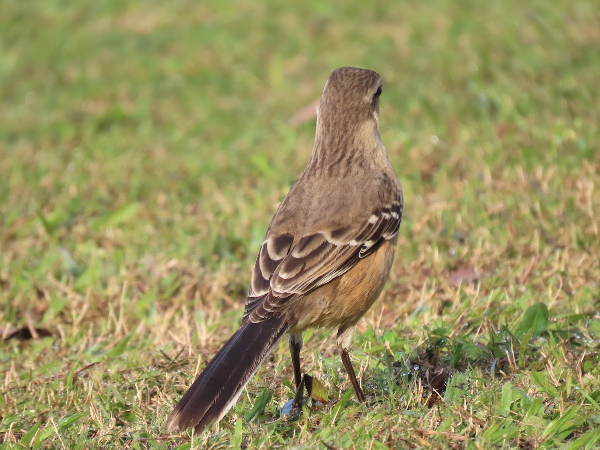 Chalk-browed Mockingbird - ML620177827