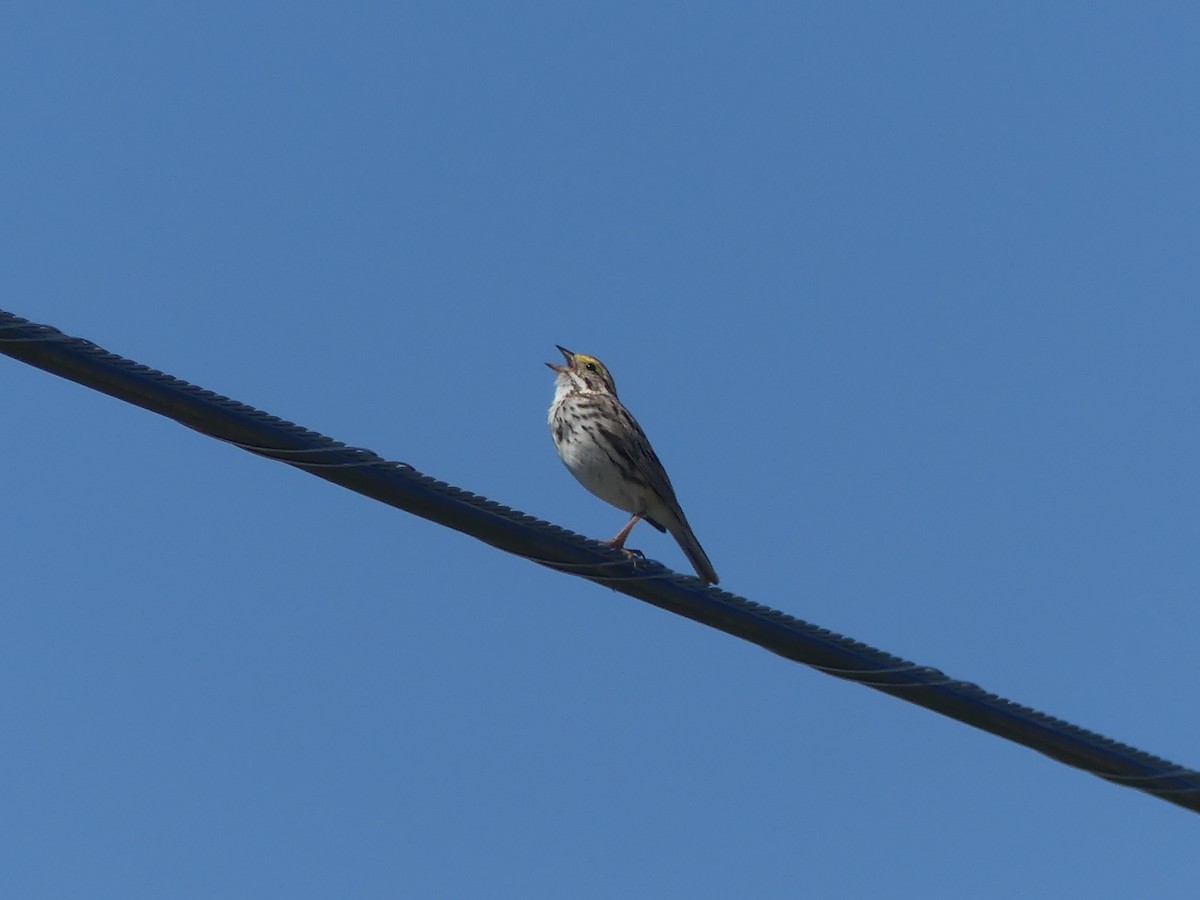 Savannah Sparrow - ML620177837
