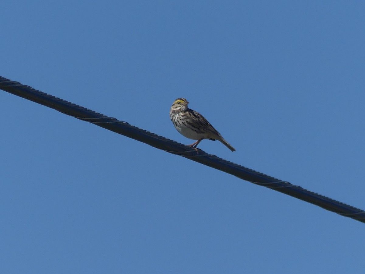 Savannah Sparrow - ML620177838