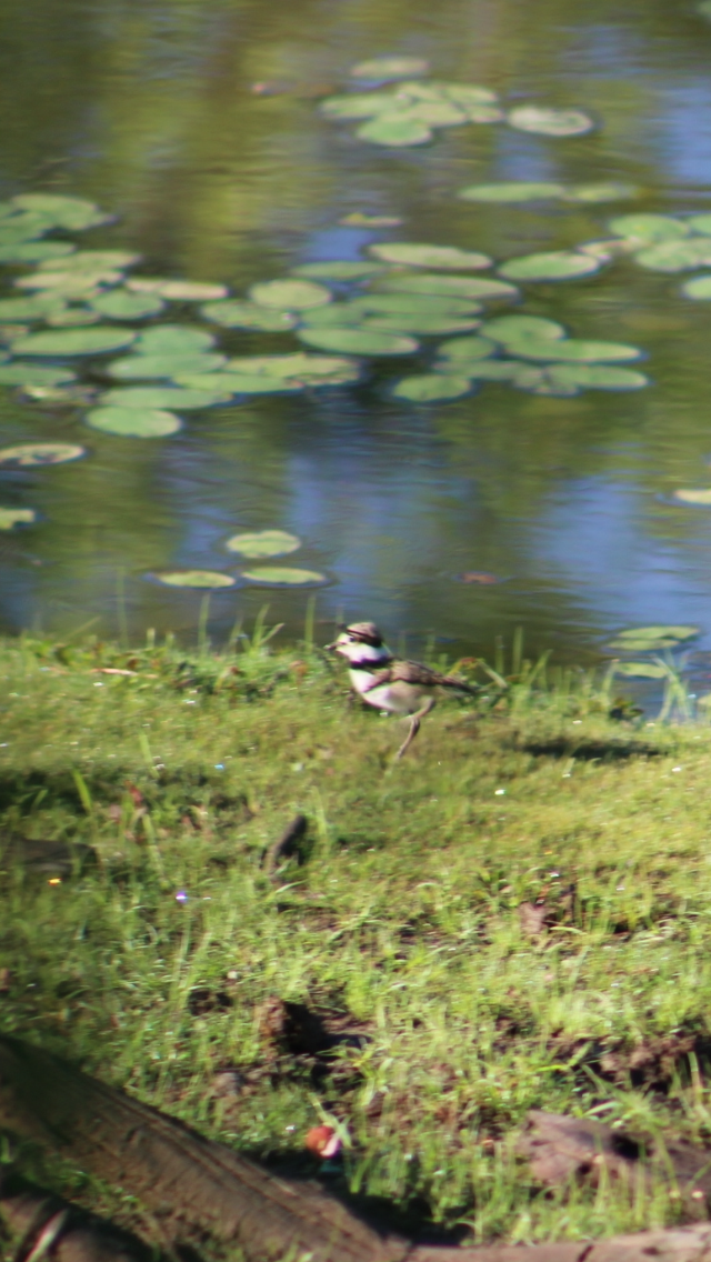 Killdeer - ML620177840