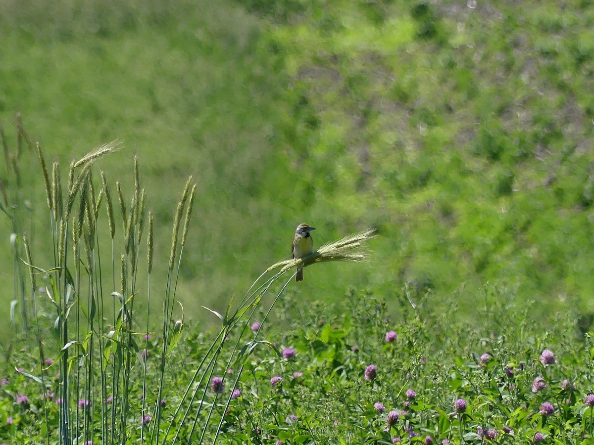 Dickcissel - ML620177856