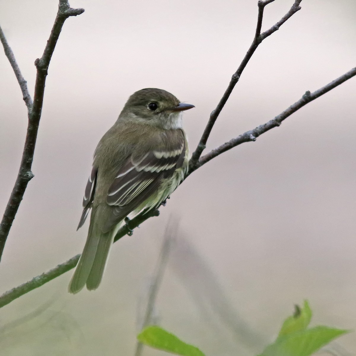 Alder Flycatcher - ML620177859