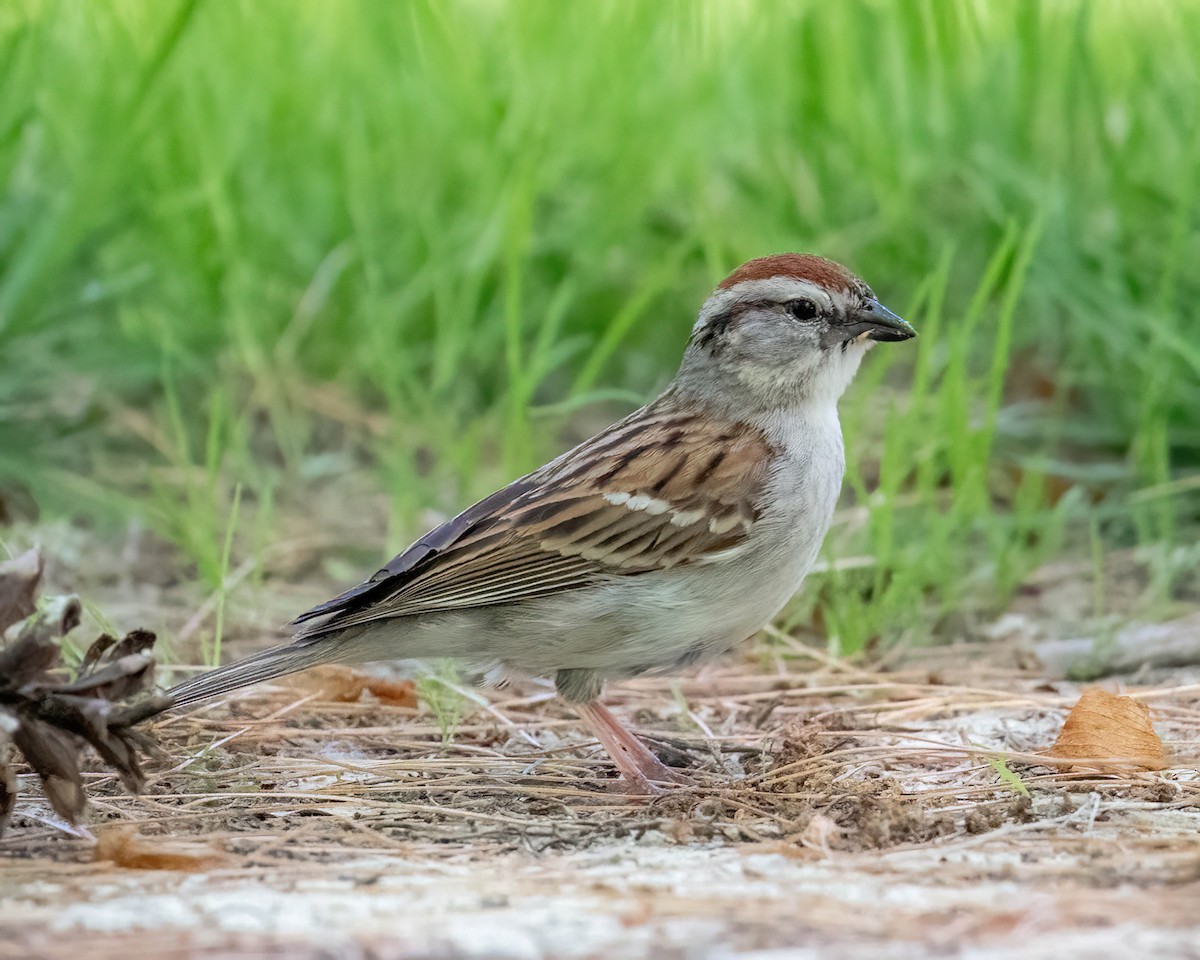 Chipping Sparrow - ML620177862