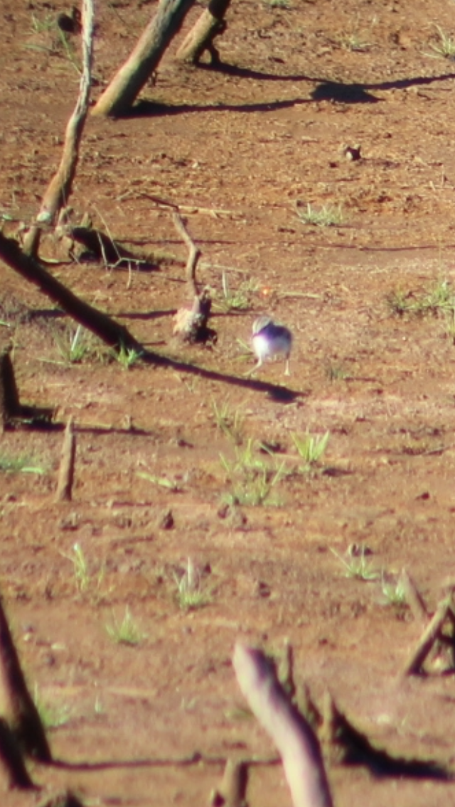 Spotted Sandpiper - ML620177868