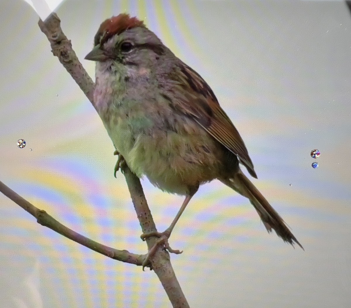 Swamp Sparrow - ML620177870