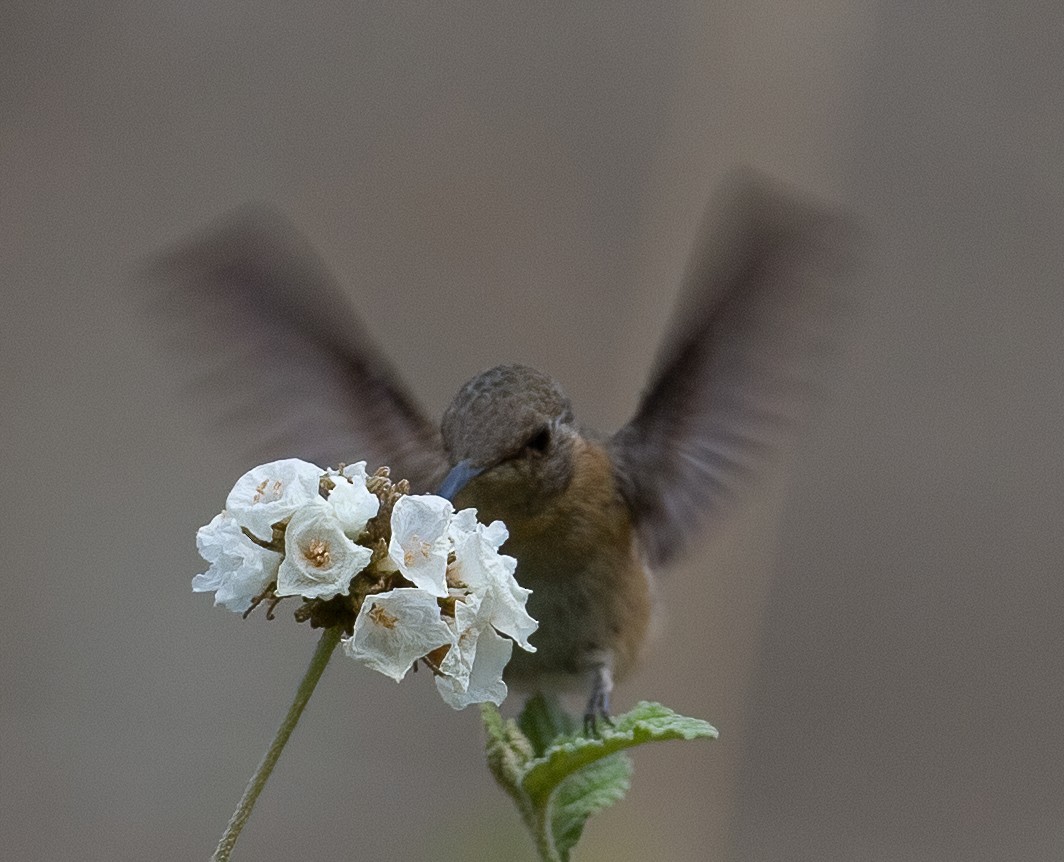 Colibrí de Myrtis - ML620177879