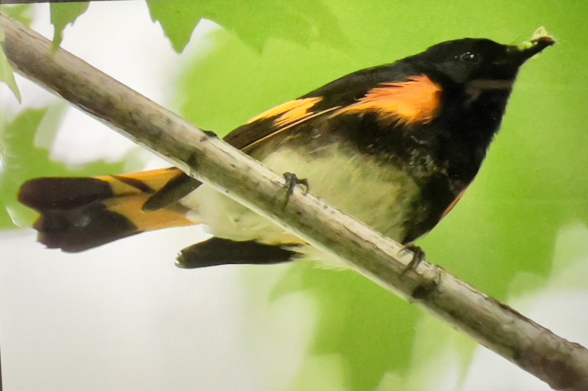 American Redstart - ML620177885