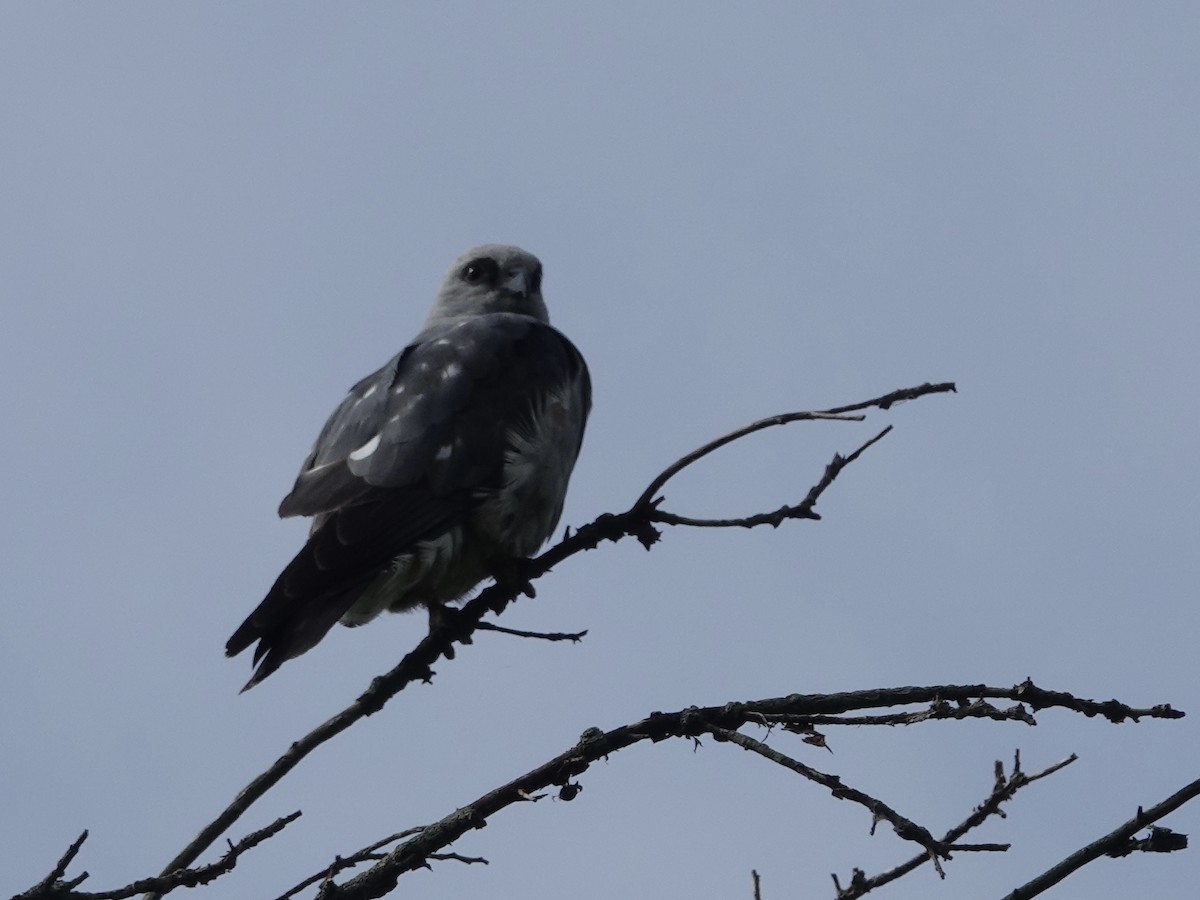 Mississippi Kite - ML620177891