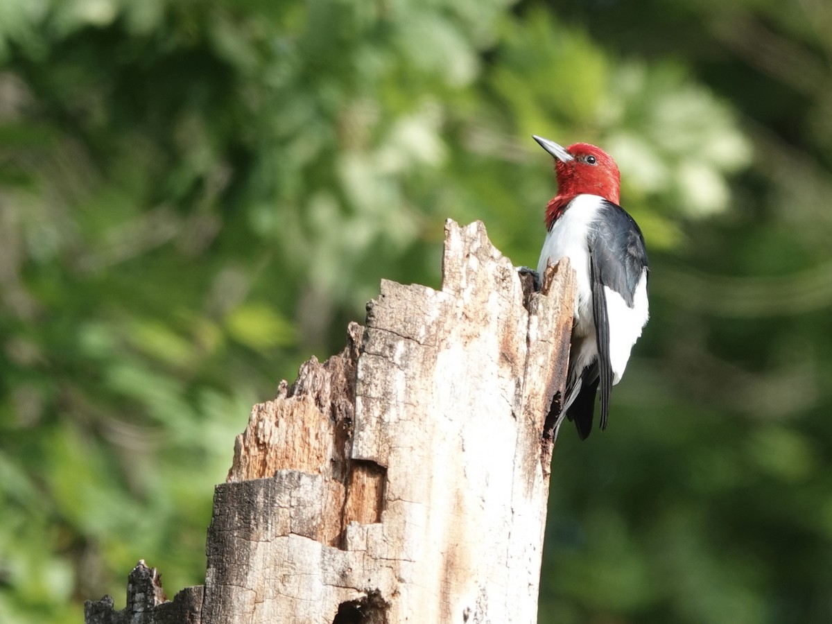 Red-headed Woodpecker - ML620177896