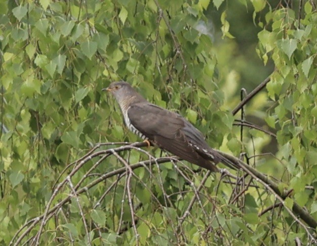 Common Cuckoo - ML620177900