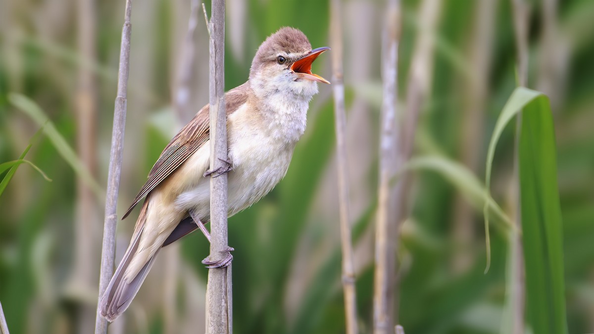 Great Reed Warbler - ML620177901