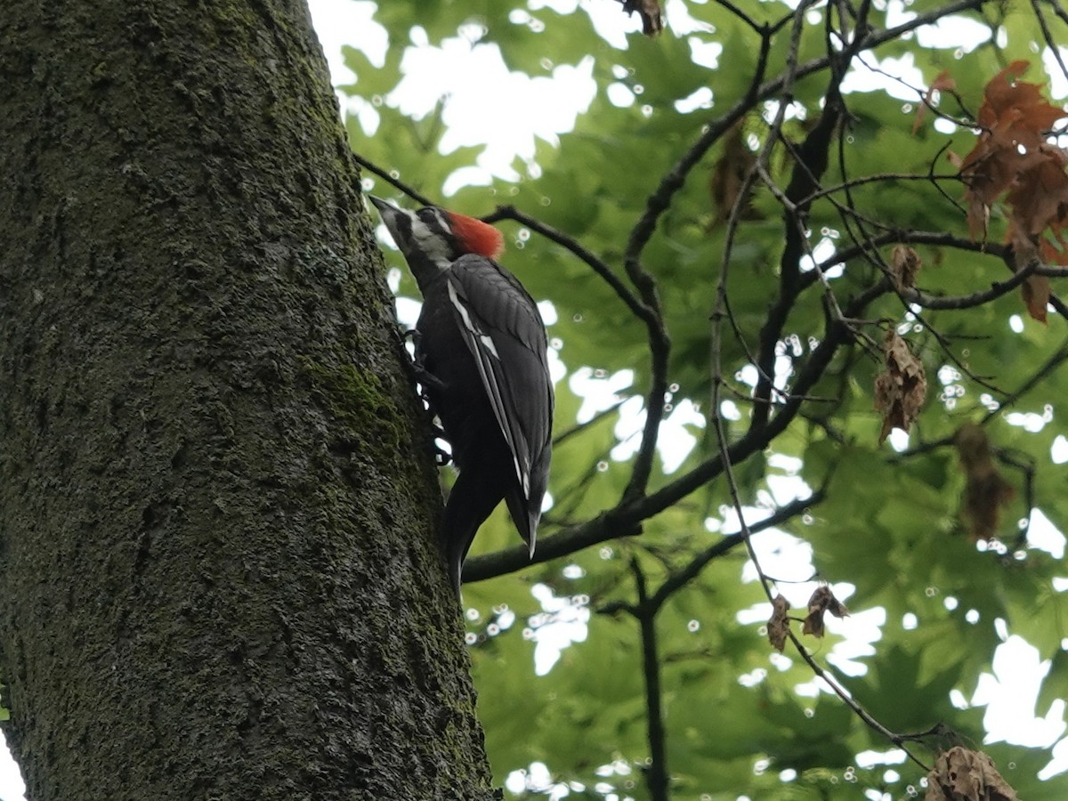 Pileated Woodpecker - ML620177904