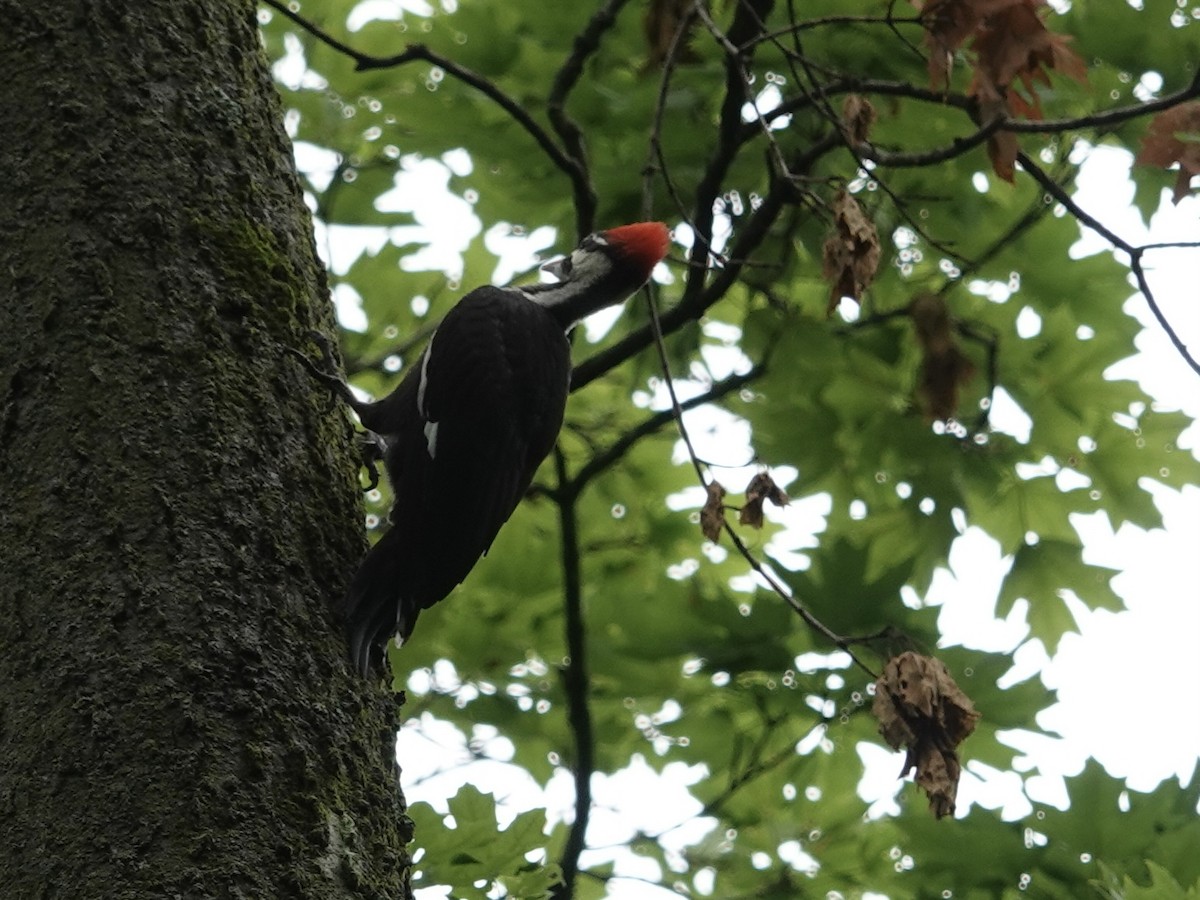 Pileated Woodpecker - ML620177905