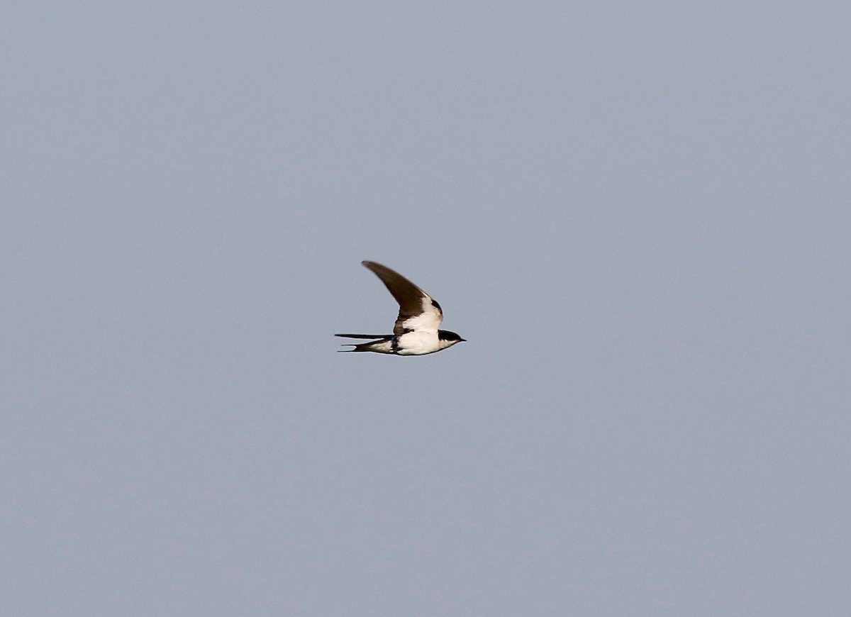 Wire-tailed Swallow - ML620177914
