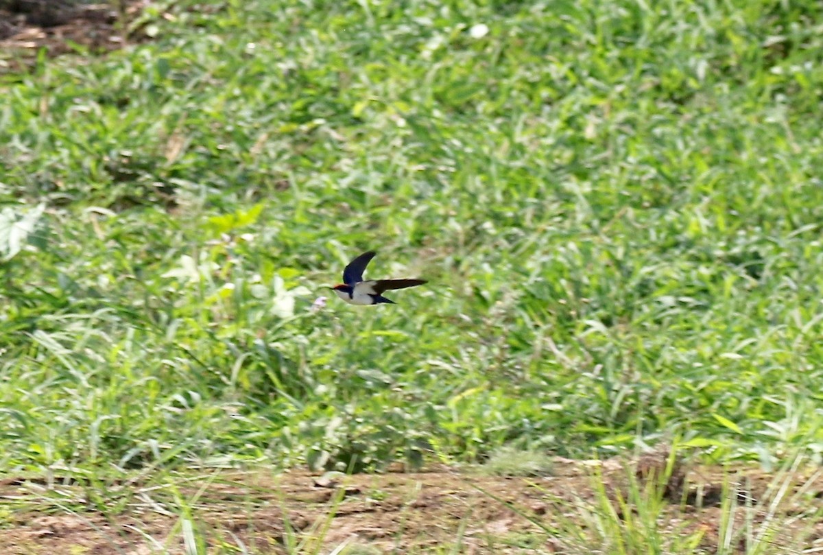 Wire-tailed Swallow - ML620177930