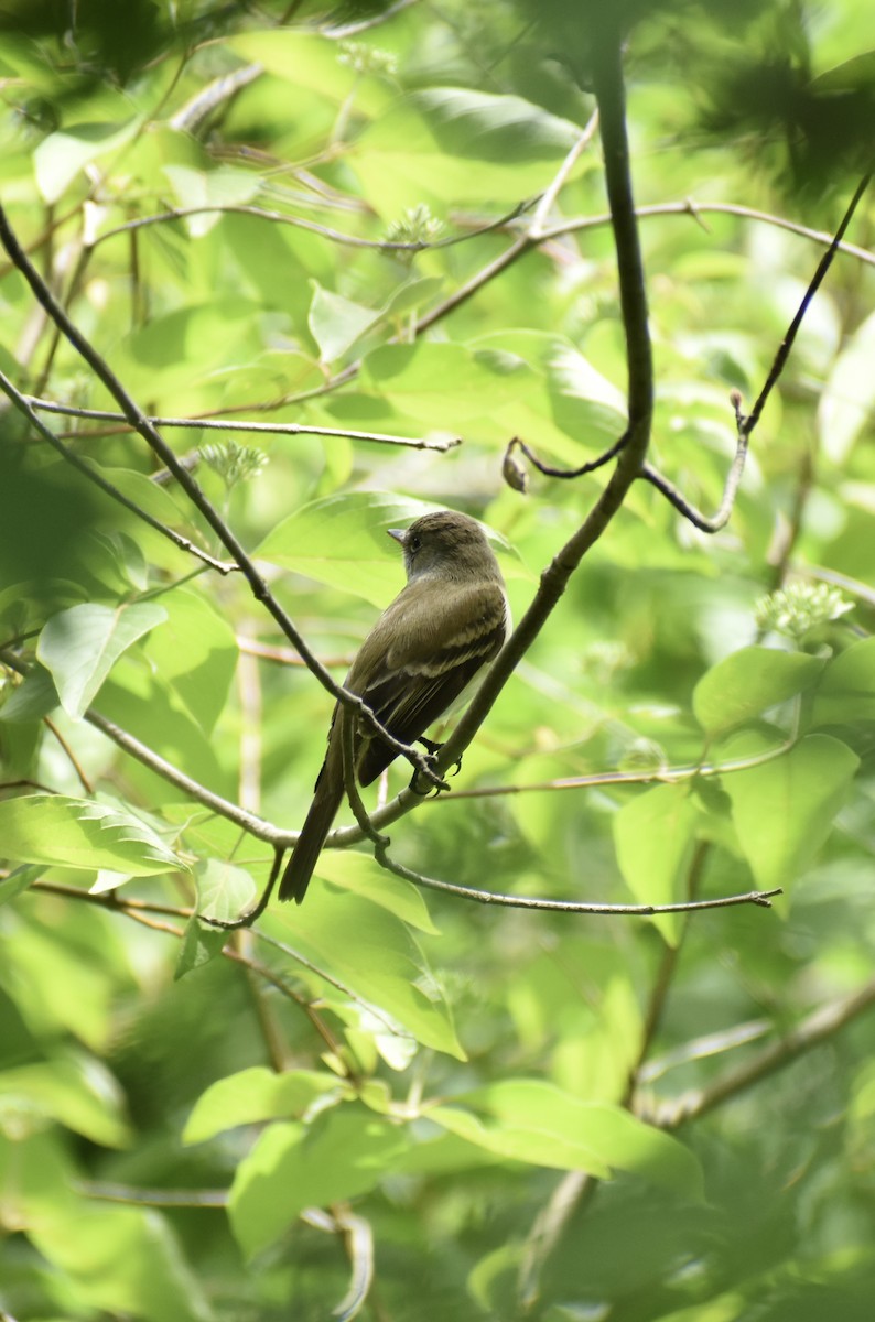 Willow Flycatcher - ML620177938