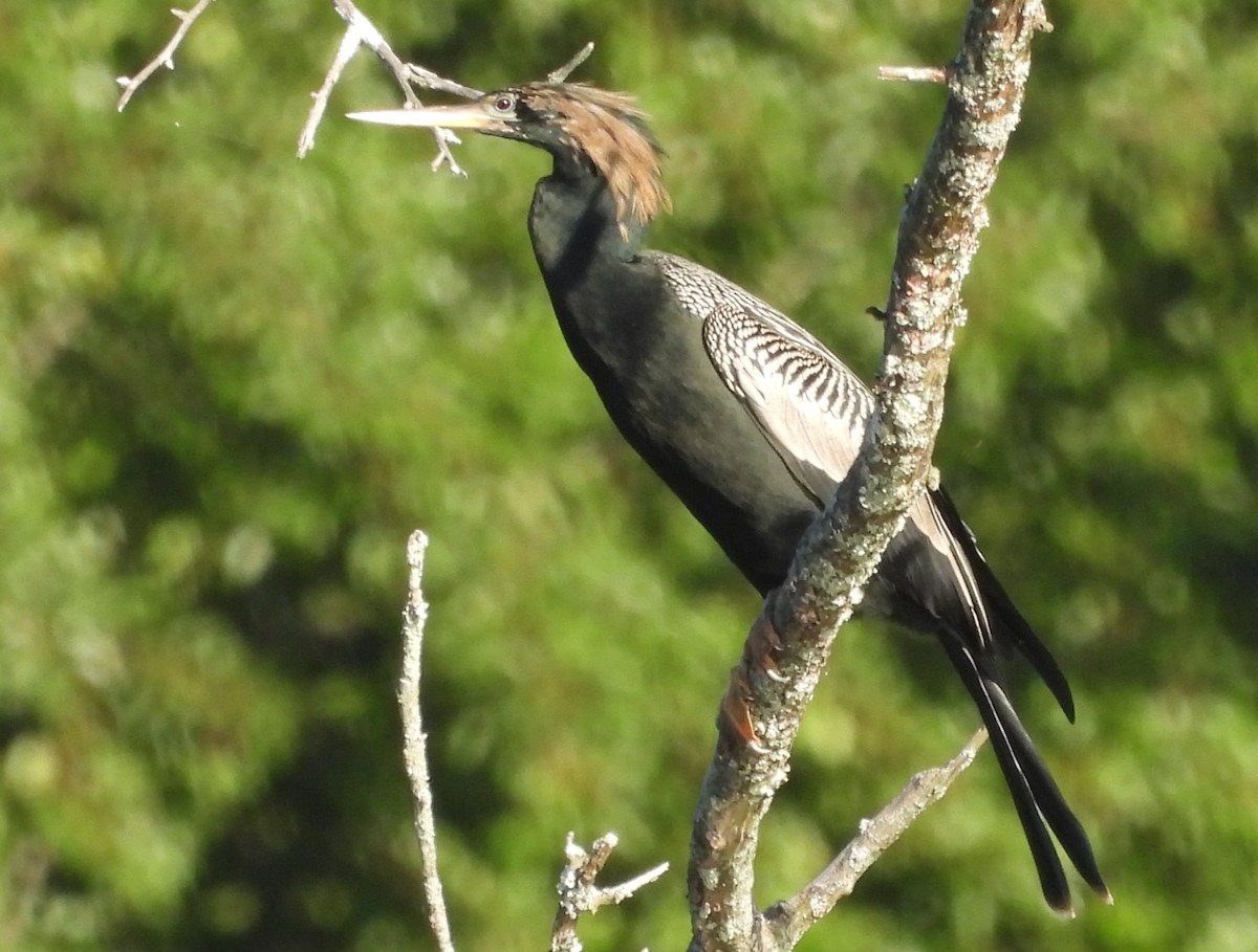 anhinga americká - ML620177955