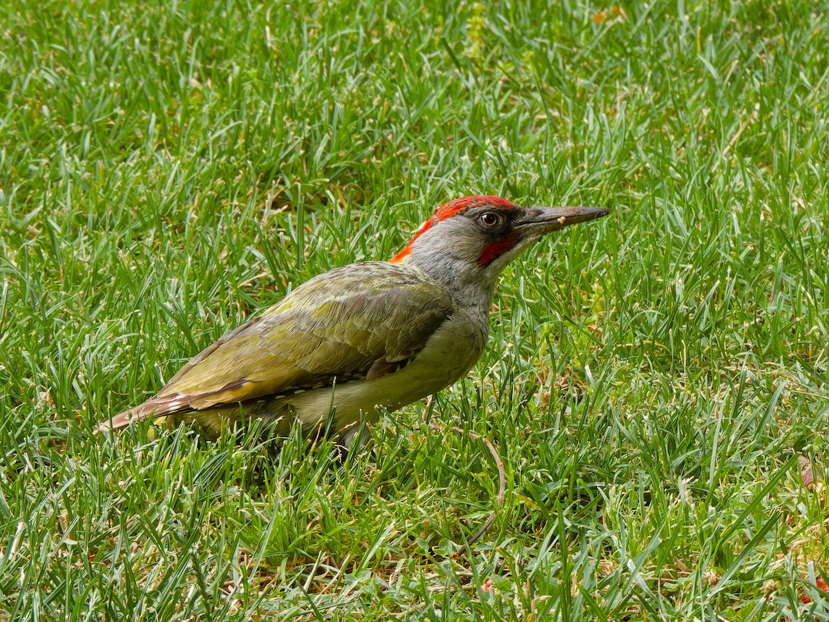 Iberian Green Woodpecker - ML620177966