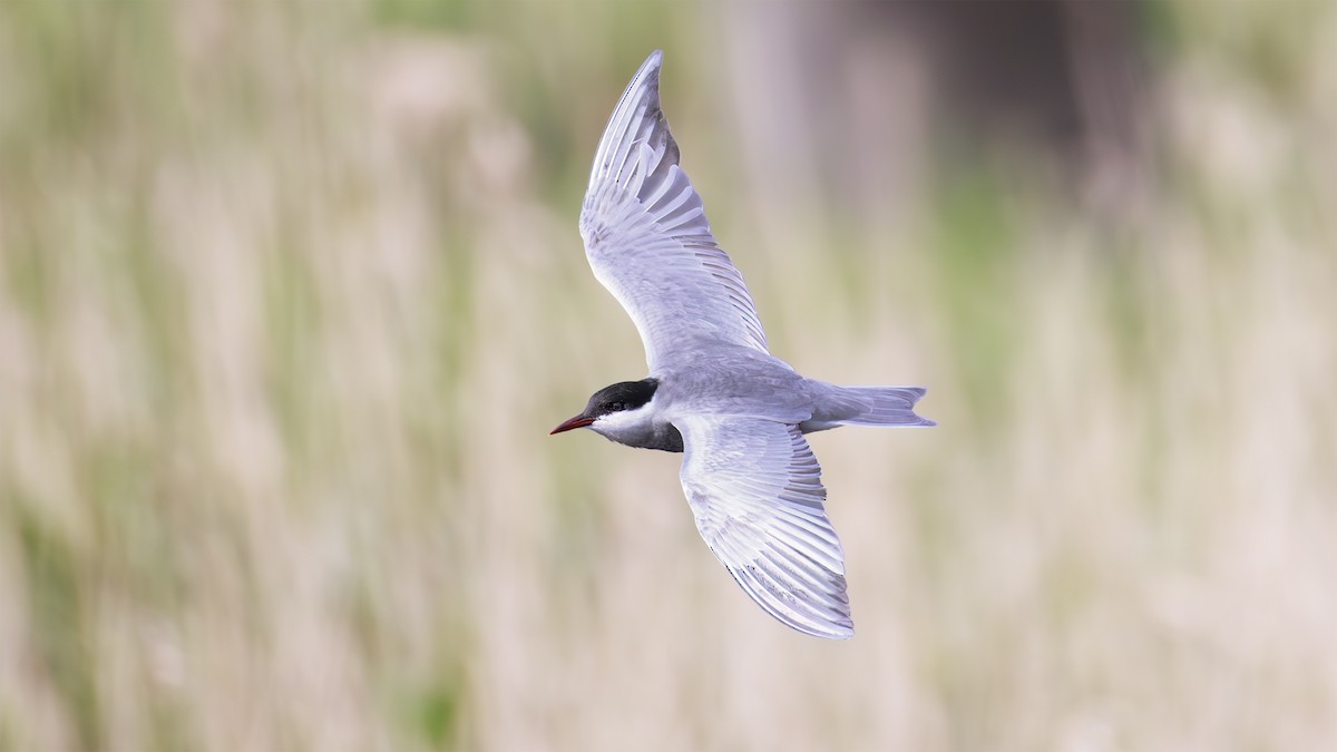 Whiskered Tern - SONER SABIRLI