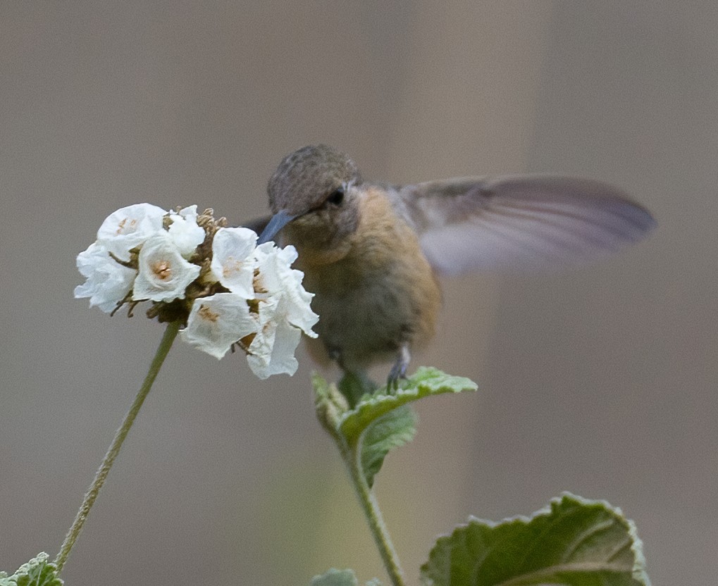 Colibrí de Myrtis - ML620177973