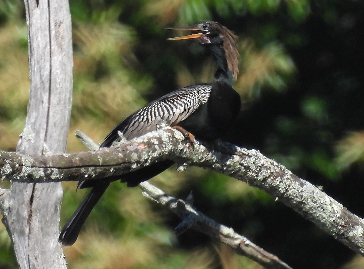 anhinga americká - ML620177975