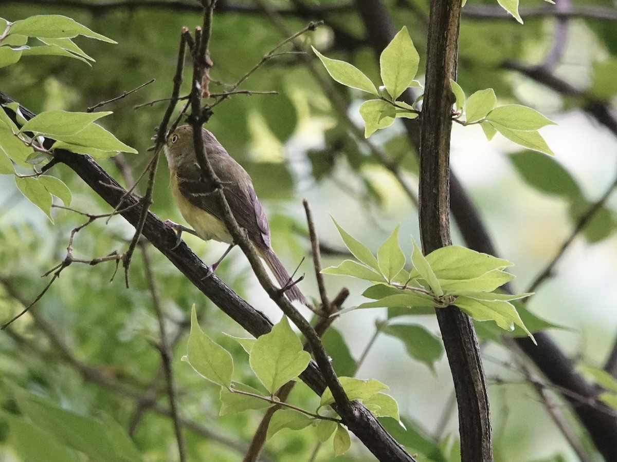 White-eyed Vireo - ML620177981