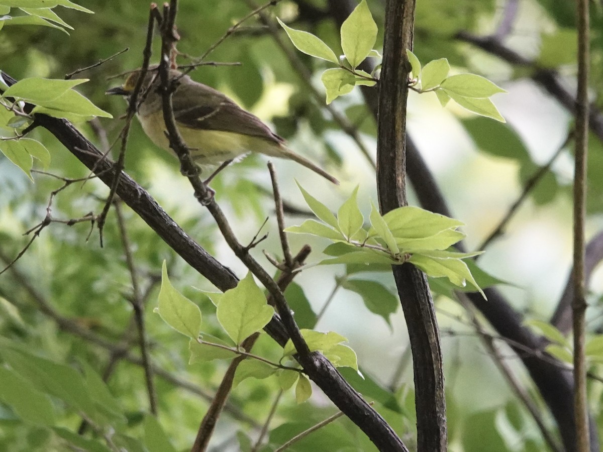 White-eyed Vireo - ML620177983