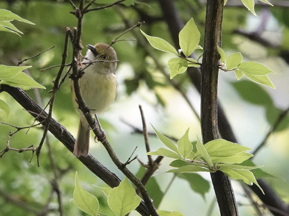 White-eyed Vireo - ML620177984