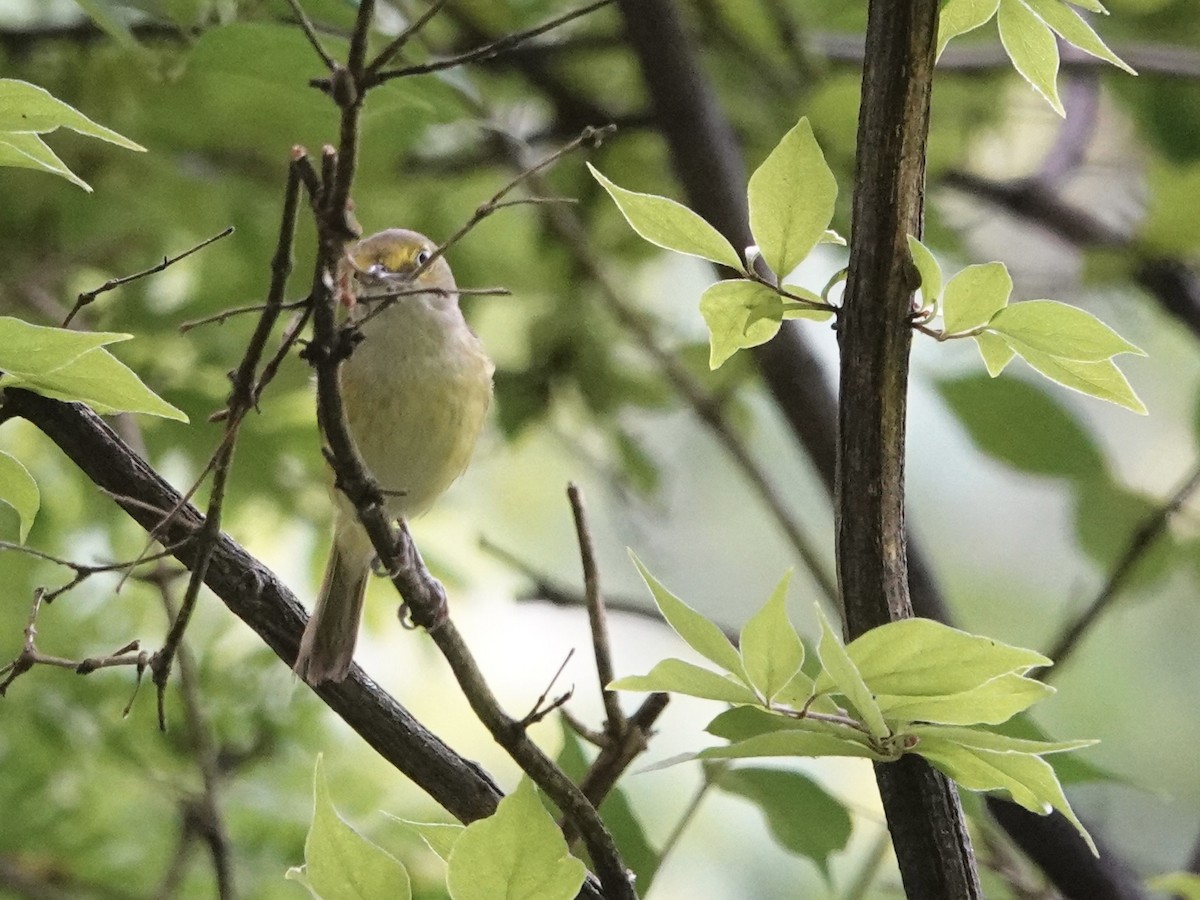 Vireo Ojiblanco - ML620177985