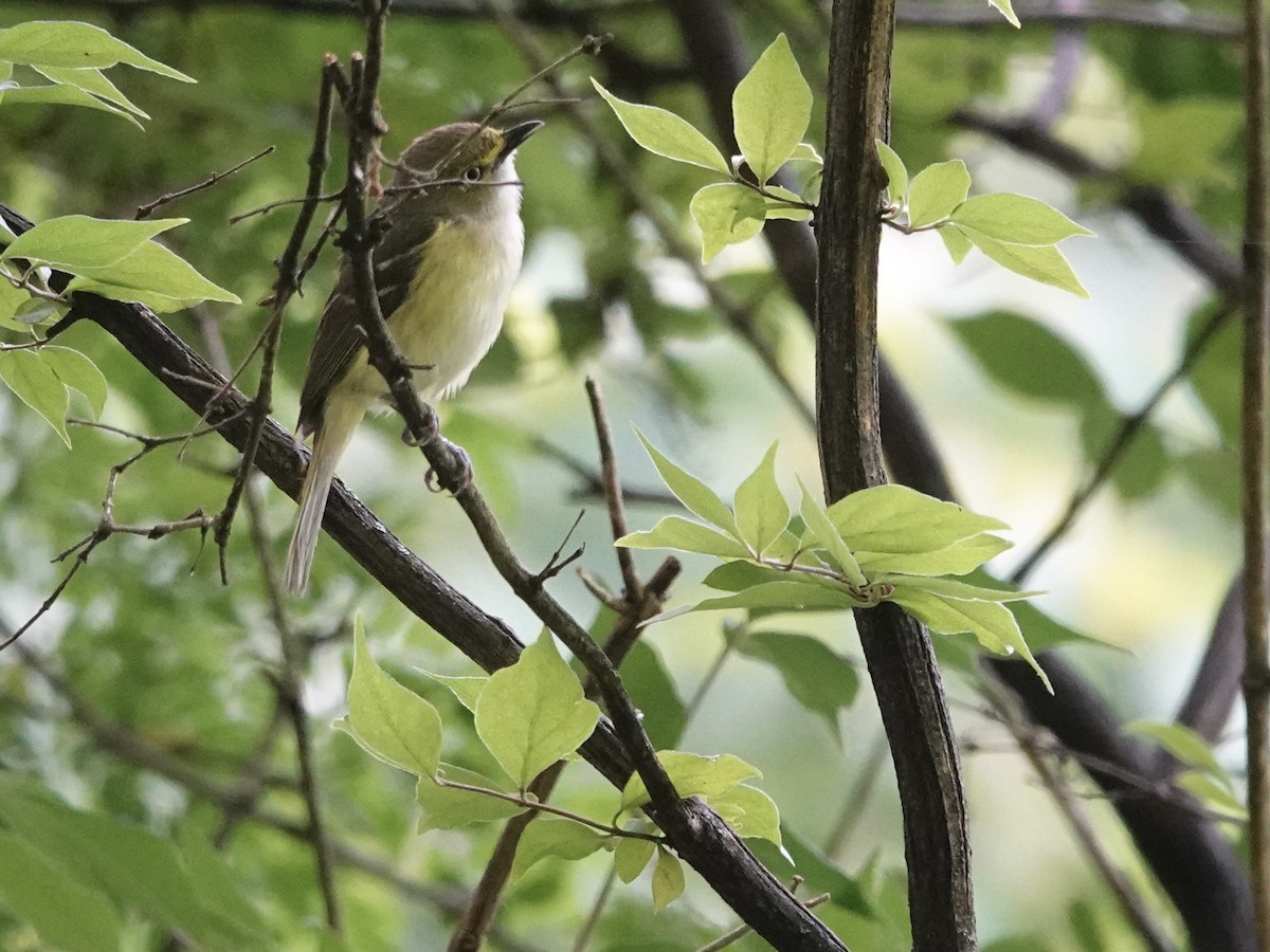 Vireo Ojiblanco - ML620177986