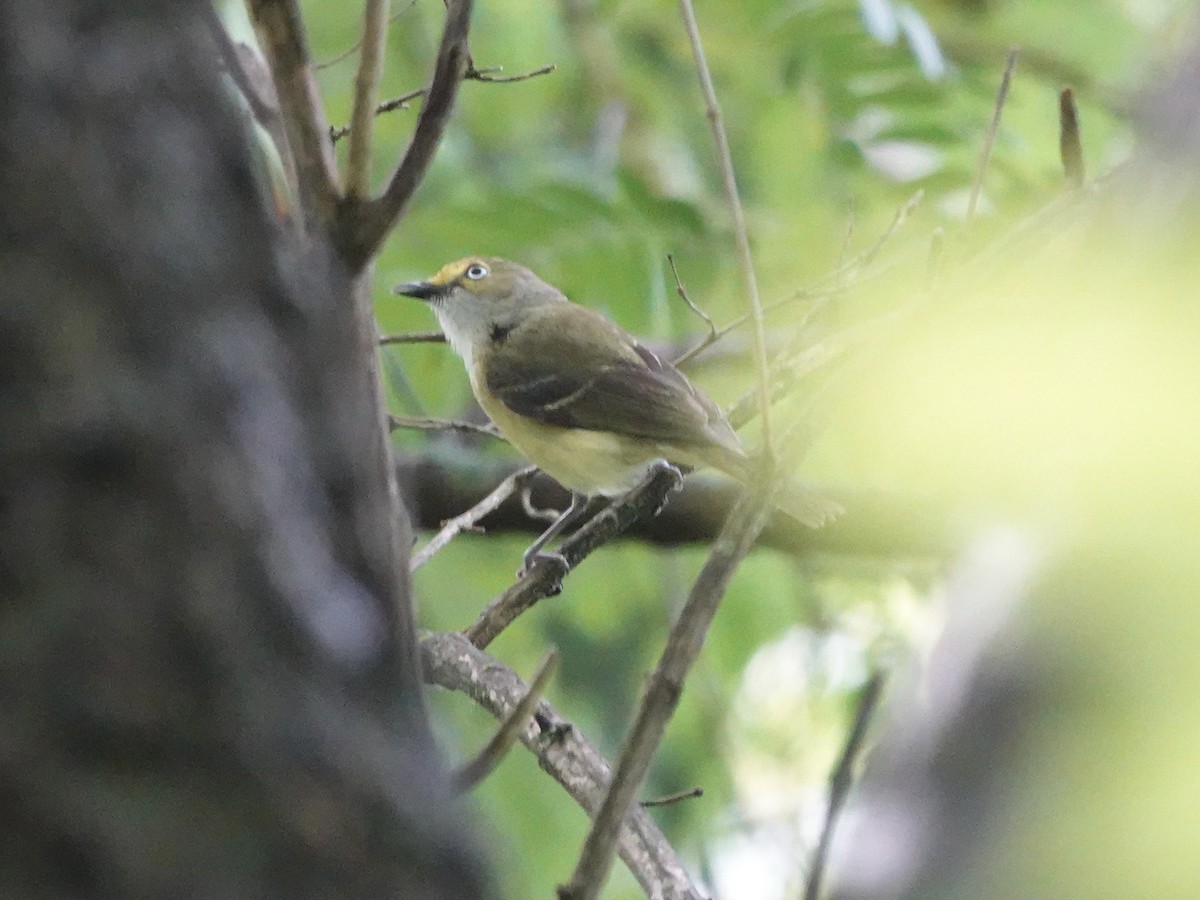 Vireo Ojiblanco - ML620177988