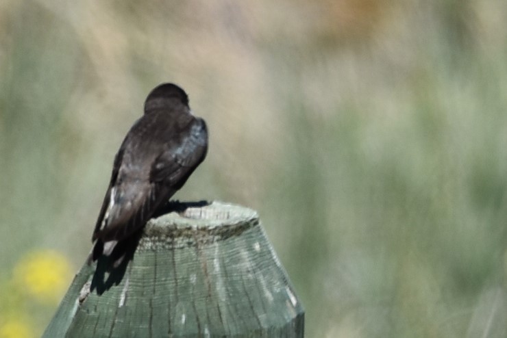 Golondrina Bicolor - ML620177993