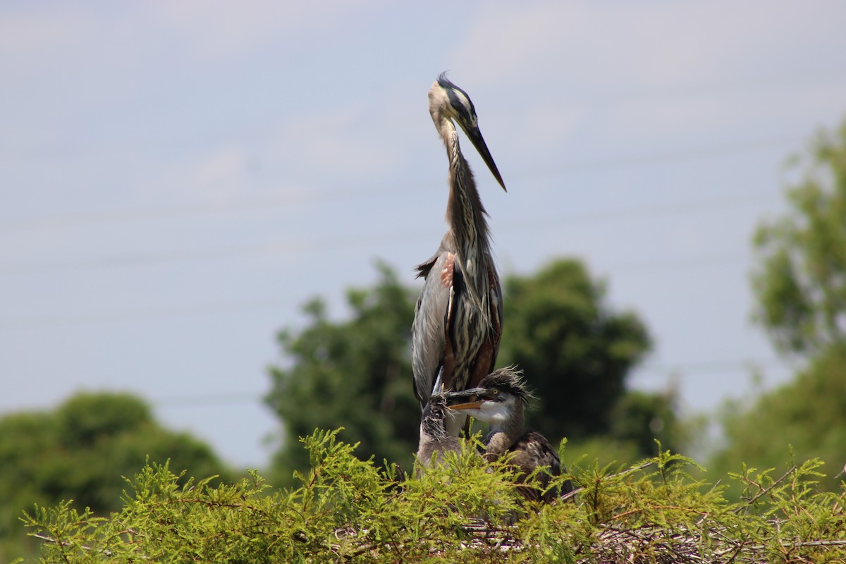 Great Blue Heron - ML620177994